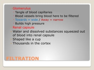 Chapter 13.1- EXCRETION IN HUMANS IGCSE BIO | PPTX