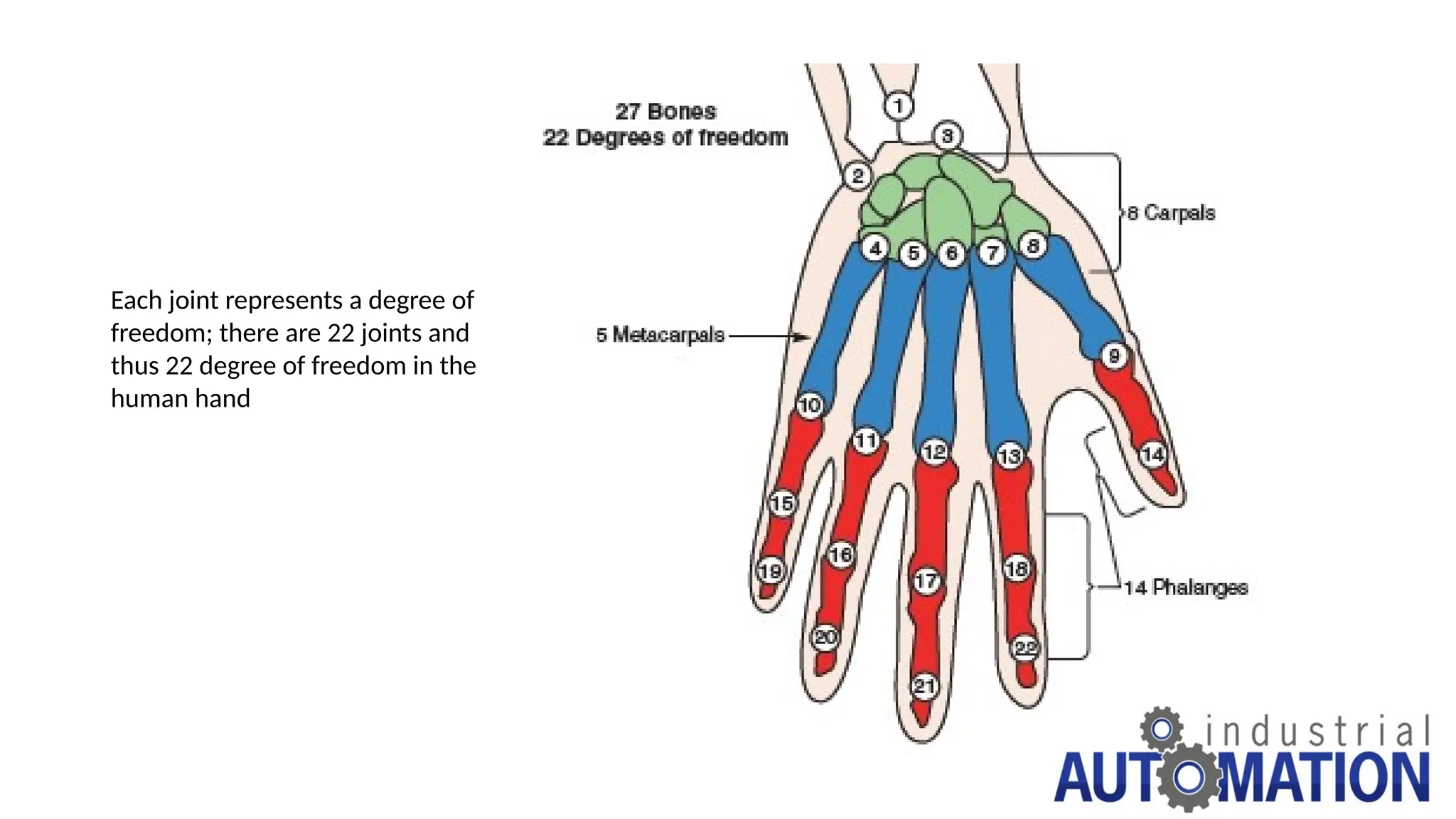 Each joint represents a degree of
freedom; there are 22 joints and
thus 22 degree of freedom in the
human hand
 