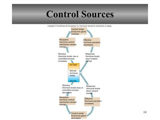 Control Sources Copyright  ©  The McGraw-Hill Companies, Inc. Permission required for reproduction or display. too high too low Control center Endocrine gland inhibited. Receptors Hormone control mechanism senses change. Effectors Hormone secretion decreased. Stimulus Hormone levels rise or controlled process increases. Response Hormone levels return toward normal. Normal hormone levels Stimulus Hormone levels drop or controlled process decreases. Response Hormone levels return toward normal. Receptors Hormone control mechanism senses change. Effectors Hormone secretion increased. Control center Endocrine gland stimulated. 