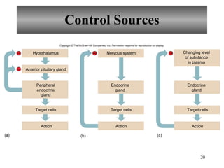 Control Sources Copyright  ©  The McGraw-Hill Companies, Inc. Permission required for reproduction or display. Nervous system (a) (b) (c) Target cells Action Target cells Action – – – – Anterior pituitary gland Action Hypothalamus Peripheral endocrine gland Target cells Endocrine gland Changing level of substance in plasma Endocrine gland 