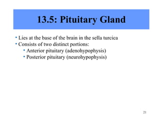 13.5: Pituitary Gland Lies at the base of the brain in the sella turcica Consists of two distinct portions: Anterior pituitary (adenohypophysis) Posterior pituitary (neurohypophysis) 