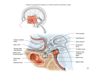 Optic nerve Sphenoid bone Hypothalamus Optic chiasma Sella turcica Third ventricle Trochlear nerve Basilar artery Anterior cerebral artery Pituitary stalk (Infundibulum) Anterior lobe of pituitary gland Sphenoidal sinus Posterior lobe of pituitary gland Oculomotor nerve Copyright  ©  The McGraw-Hill Companies, Inc. Permission required for reproduction or display. 