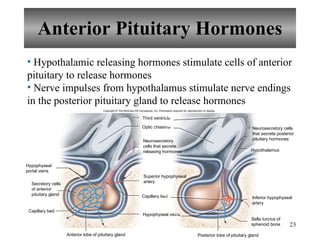 Anterior Pituitary Hormones Hypothalamic releasing hormones stimulate cells of anterior pituitary to release hormones Nerve impulses from hypothalamus stimulate nerve endings in the posterior pituitary gland to release hormones Hypophyseal veins Optic chiasma Capillary bed Posterior lobe of pituitary gland Third ventricle Hypothalamus Anterior lobe of pituitary gland Capillary bed Hypophyseal portal veins Secretory cells of anterior pituitary gland Neurosecretory cells that secrete releasing hormones Superior hypophyseal artery Neurosecretory cells that secrete posterior pituitary hormones Inferior hypophyseal artery Sella turcica of sphenoid bone Copyright  ©  The McGraw-Hill Companies, Inc. Permission required for reproduction or display. 