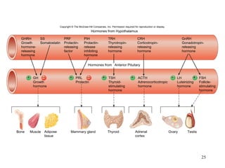 Copyright  ©  The McGraw-Hill Companies, Inc. Permission required for reproduction or display. Thyroid Mammary gland Ovary Testis Bone Muscle Hormones from Anterior Pituitary Hormones from Hypothalamus GHRH Growth  hormone- releasing hormone SS Somatostatin PRF Prolactin- releasing factor PIH Prolactin- release inhibiting  hormone TRH Thyrotropin- releasing hormone CRH Corticotropin- releasing hormone GnRH Gonadotropin- releasing hormone GH Growth hormone PRL Prolactin TSH Thyroid- stimulating hormone ACTH Adrenocorticotropic hormone LH Luteinizing hormone FSH Follicle- stimulating hormone Adipose tissue Adrenal cortex 
