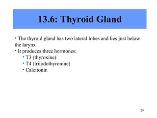 13.6: Thyroid Gland The thyroid gland has two lateral lobes and lies just below the larynx It produces three hormones: T3 (thyroxine) T4 (triiodothyronine) Calcitonin 
