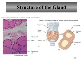 Structure of the Gland Copyright  ©  The McGraw-Hill Companies, Inc. Permission required for reproduction or display. Follicular cells Colloid Extrafollicular cells © Fred Hossler/Visuals Unlimited   Larynx Colloid Isthmus (a) (b) Thyroid gland Follicular cell Extrafollicular cell Copyright  ©  The McGraw-Hill Companies, Inc. Permission required for reproduction or display. 