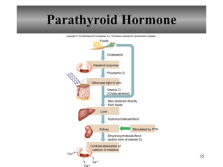 Parathyroid Hormone Copyright  ©  The McGraw-Hill Companies, Inc. Permission required for reproduction or display. Liver Intestinal enzymes Ultraviolet light in skin Kidney Stimulated by PTH Hydroxycholecalciferol Foods Ca +2 Ca +2 Ca +2 Cholesterol Provitamin D Vitamin D (Cholecalciferol) Also obtained directly from foods Dihydroxycholecalciferol (active form of vitamin D) Controls absorption of calcium in intestine 