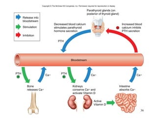 Copyright  ©  The McGraw-Hill Companies, Inc. Permission required for reproduction or display. PTH Ca +2 + PTH PTH Ca +2 + Ca +2 Bloodstream – Stimulation Inhibition Release into bloodstream Parathyroid glands (on posterior of thyroid gland) Decreased blood calcium stimulates parathyroid hormone secretion Increased blood calcium inhibits PTH secretion Kidneys conserve Ca +2  and  activate Vitamin D Bone releases Ca +2 Intestine absorbs Ca +2 Active Vitamin D 