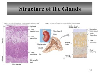 Structure of the Glands Cortex Medulla Capsule Zona glomerulosa Zona fasciculata Zona reticularis Chromaffin cells Copyright  ©  The McGraw-Hill Companies, Inc. Permission required for reproduction or display. © Ed Reschke   Adrenal gland Kidney Adrenal cortex (a) Zona  lomerulosa Connective tissue capsule (b) Zona fasciculata Zona reticularis Adrenal medulla Adrenal cortex Adrenal medulla Surface of adrenal gland Copyright  ©  The McGraw-Hill Companies, Inc. Permission required for reproduction or display. 