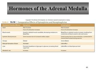 Hormones of the Adrenal Medulla 