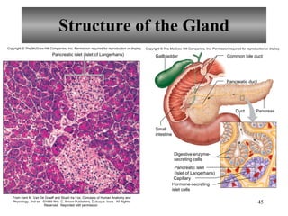 Structure of the Gland Copyright  ©  The McGraw-Hill Companies, Inc. Permission required for reproduction or display. Pancreatic islet (Islet of Langerhans) From Kent M. Van De Graaff and Stuart Ira Fox, Concepts of Human Anatomy and Physiology, 2nd ed.  ©1989 Wm. C. Brown Publishers, Dubuque, Iowa.  All Rights Reserved.  Reprinted with permission   Copyright  ©  The McGraw-Hill Companies, Inc. Permission required for reproduction or display. Gallbladder Common bile duct Pancreatic duct Pancreas Duct Capillary Small intestine Digestive enzyme- secreting cells Pancreatic islet (Islet of Langerhans) Hormone-secreting islet cells 