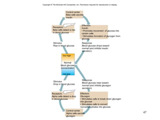 Copyright  ©  The McGraw-Hill Companies, Inc. Permission required for reproduction or display. too high too low Control center Beta cells secrete insulin Receptors Beta cells detect a rise in blood glucose Effectors Insulin •  Promotes movement  of glucose into certain cells •  Stimulates formation of glycogen from glucose Stimulus Rise in blood glucose Response Blood glucose drops toward normal (and inhibits insulin secretion) Normal blood glucose concentration Stimulus Drop in blood glucose Response Blood glucose rises toward normal (and inhibits glucagon secretion) Receptors Alpha cells detect a drop in blood glucose Effectors Glucagon •  Stimulates cells to break down glycogen into glucose •  Stimulates cells to convert noncarbohydrates into glucose Control center Alpha cells secrete glucagon 