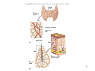 Copyright  ©  The McGraw-Hill Companies, Inc. Permission required for reproduction or display. Hormone secretion (a) (b) Blood flow Skin Duct Thyroid gland Endocrine gland Endocrine cell Exocrine gland (sweat gland) Exocrine cells 