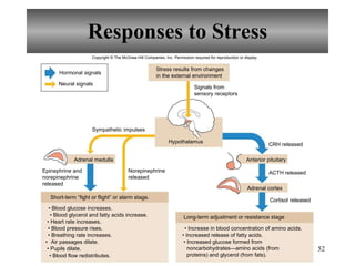 Responses to Stress Copyright  ©  The McGraw-Hill Companies, Inc. Permission required for reproduction or display. Sympathetic impulses CRH released ACTH released Cortisol released Long-term adjustment or resistance stage •  Increase in blood concentration of amino acids. •  Increased release of fatty acids. •  Blood glucose increases. •  Blood glycerol and fatty acids increase. •  Heart rate increases. •  Blood pressure rises. •  Breathing rate increases. • Air passages dilate. •  Pupils dilate. Anterior pituitary Hypothalamus Adrenal cortex Adrenal medulla Neural signals Hormonal signals Stress results from changes in the external environment Signals from sensory receptors Epinephrine and norepinephrine released Norepinephrine released Short-term “fight or flight” or alarm stage. •  Blood flow redistributes. •  Increased glucose formed from noncarbohydrates—amino acids (from proteins) and glycerol (from fats). 