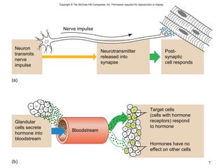 Copyright  ©  The McGraw-Hill Companies, Inc. Permission required for reproduction or display. (a) (b) Nerve impulse Bloodstream Neuron transmits nerve impulse Glandular cells secrete hormone into bloodstream Neurotransmitter released into synapse Post- synaptic cell responds Target cells (cells with hormone receptors) respond to hormone Hormones have no effect on other cells 