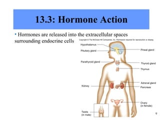 13.3: Hormone Action Hormones are released into the extracellular spaces surrounding endocrine cells Copyright  ©  The McGraw-Hill Companies, Inc. Permission required for reproduction or display. Hypothalamus Pituitary gland Thyroid gland Thymus Adrenal gland Pancreas Parathyroid gland Pineal gland Kidney Testis (in male) Ovary (in female) 