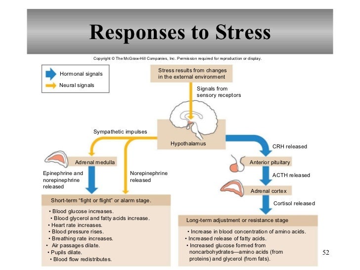 Chapter 13 Endocrine System