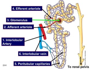 Chapter13 - The Urinary System renal system.ppt