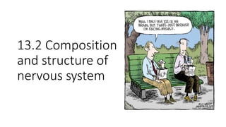 13.2 Composition
and structure of
nervous system
 