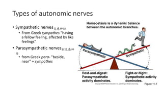 Types of autonomic nerves
• Sympathetic nerves交感神经
• From Greek sympathes "having
a fellow feeling, affected by like
feelings"
• Parasympathetic nerves副交感神
经
• from Greek para- "beside,
near” + sympathes
 