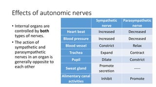 Effects of autonomic nerves
• Internal organs are
controlled by both
types of nerves.
• The action of
sympathetic and
parasympathetic
nerves in an organ is
generally opposite to
each other
Sympathetic
nerve
Parasympathetic
nerve
Heart beat Increased Decreased
Blood pressure Increased Decreased
Blood vessel Constrict Relax
Trachea Expand Contract
Pupil Dilate Constrict
Sweat gland
Promote
secretion
-----
Alimentary canal
activities
Inhibit Promote
 