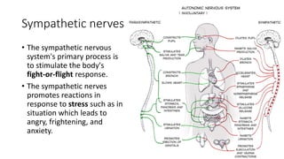 Sympathetic nerves
• The sympathetic nervous
system's primary process is
to stimulate the body's
fight-or-flight response.
• The sympathetic nerves
promotes reactions in
response to stress such as in
situation which leads to
angry, frightening, and
anxiety.
 
