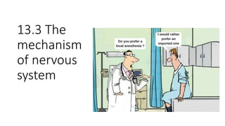 13.3 The
mechanism
of nervous
system
 