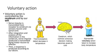 Voluntary action
• Voluntary action is
controlled by the
cerebrum and by our
will.
• Nerve impulse is
transmitted from
receptor to cerebrum via
sensory neuron and
spinal cord.
• After integration and
analysis of the
information in the
cerebrum, nerve impulse
produced is transmitted
along motor neuron to
effector.
• Then, a response is
produced according to
our desire.
 
