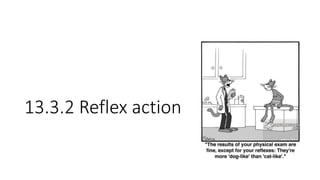 13.3.2 Reflex action
 