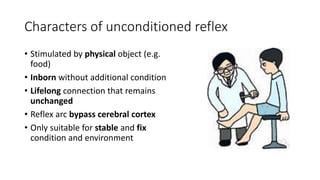 Characters of unconditioned reflex
• Stimulated by physical object (e.g.
food)
• Inborn without additional condition
• Lifelong connection that remains
unchanged
• Reflex arc bypass cerebral cortex
• Only suitable for stable and fix
condition and environment
 