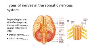 Types of nerves in the somatic nervous
system
Depending on the
site of emergence,
the somatic nerves
can be categorized
into:
• cranial nerves脑神经
• spinal nerves脊神经
 