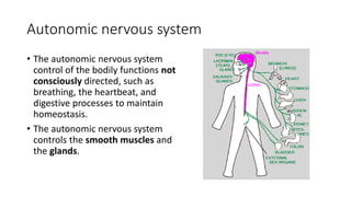 Autonomic nervous system
• The autonomic nervous system
control of the bodily functions not
consciously directed, such as
breathing, the heartbeat, and
digestive processes to maintain
homeostasis.
• The autonomic nervous system
controls the smooth muscles and
the glands.
 