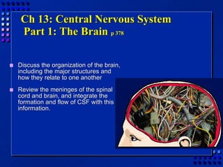 Ch 13: Central Nervous System  Part 1: The Brain  p 378 ,[object Object],[object Object]