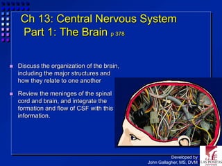 Ch 13: Central Nervous System
     Part 1: The Brain p 378

   Discuss the organization of the brain,
    including the major structures and
    how they relate to one another

   Review the meninges of the spinal
    cord and brain, and integrate the
    formation and flow of CSF with this
    information.




                                                        Developed by
                                             John Gallagher, MS, DVM
 