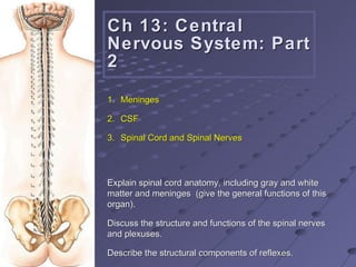 Ch 13: Central Nervous System: Part 2 Explain spinal cord anatomy, including gray and white matter and meninges  (give the general functions of this organ). Discuss the structure and functions of the spinal nerves and plexuses. Describe the structural components of reflexes. ,[object Object],[object Object],[object Object]