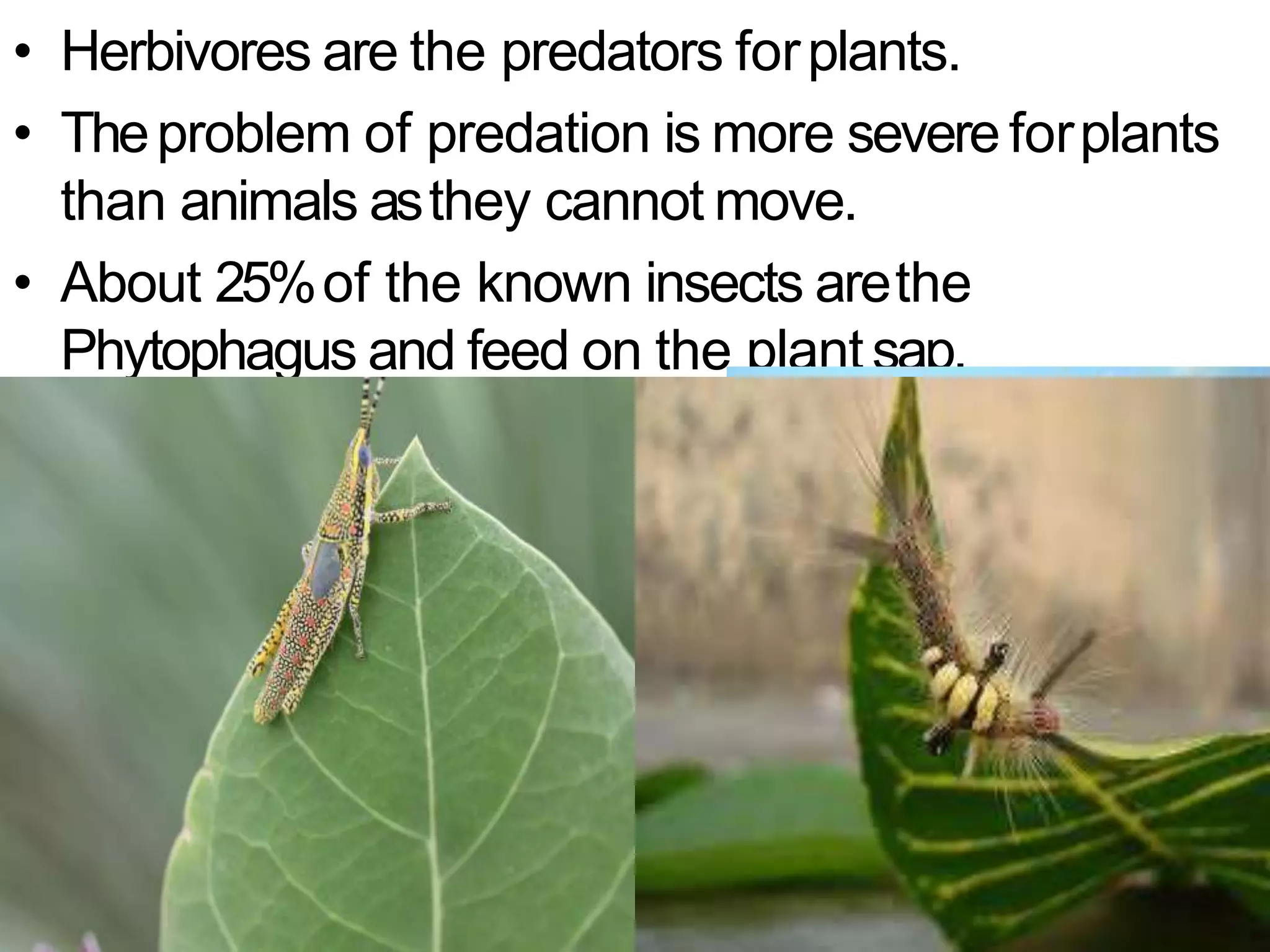 Predation For Insects Chapter13 organism and population | PPTX