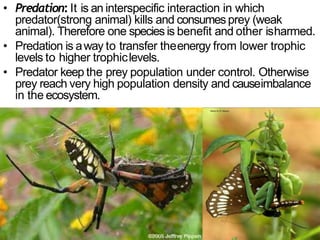Predator Interaction Chapter13 organism and population | PPTX