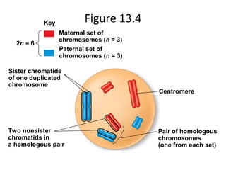 Figure 13.4Key
Maternal set of
chromosomes (n = 3)
Paternal set of
chromosomes (n = 3)
2n = 6
Sister chromatids
of one duplicated
chromosome
Two nonsister
chromatids in
a homologous pair
Centromere
Pair of homologous
chromosomes
(one from each set)
 