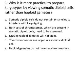 1. Why is it more practical to prepare
karyotypes by viewing somatic diploid cells
rather than haploid gametes?
a. Somatic diploid cells do not contain organelles to
interfere with karyotyping.
b. Both sets of chromosomes, which are present in
somatic diploid cells, need to be examined.
c. DNA in haploid gametes will not stain.
d. The chromosomes are larger in a somatic diploid
cell.
e. Haploid gametes do not have sex chromosomes.
 