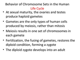 Behavior of Chromosome Sets in the Human
Life Cycle
• At sexual maturity, the ovaries and testes
produce haploid gametes
• Gametes are the only types of human cells
produced by meiosis, rather than mitosis
• Meiosis results in one set of chromosomes in
each gamete
• Fertilization, the fusing of gametes, restores the
diploid condition, forming a zygote
• The diploid zygote develops into an adult
 