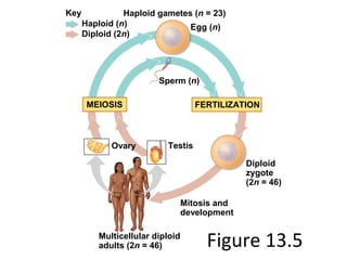 Figure 13.5
Key
Haploid (n)
Diploid (2n)
Haploid gametes (n = 23)
Egg (n)
Sperm (n)
MEIOSIS FERTILIZATION
Testis
Diploid
zygote
(2n = 46)
Ovary
Mitosis and
development
Multicellular diploid
adults (2n = 46)
 