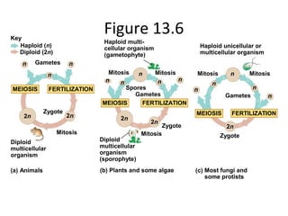 Figure 13.6Key
Haploid (n)
Diploid (2n)
Gametes
Haploid multi-
cellular organism
(gametophyte)
MitosisMitosis Mitosis Mitosis
Haploid unicellular or
multicellular organism
Gametes
FERTILIZATIONMEIOSIS
n
2n
n
n
n
n
nn
n
nn
2n
2n
Zygote
MEIOSIS FERTILIZATION
Spores
Gametes
Mitosis
Diploid
multicellular
organism
(sporophyte)
Mitosis
Diploid
multicellular
organism
(a) Animals (b) Plants and some algae (c) Most fungi and
some protists
2n 2n
MEIOSIS FERTILIZATION
Zygote
n
Zygote
nn
 