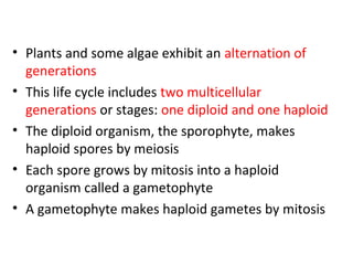• Plants and some algae exhibit an alternation of
generations
• This life cycle includes two multicellular
generations or stages: one diploid and one haploid
• The diploid organism, the sporophyte, makes
haploid spores by meiosis
• Each spore grows by mitosis into a haploid
organism called a gametophyte
• A gametophyte makes haploid gametes by mitosis
 