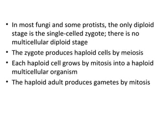 • In most fungi and some protists, the only diploid
stage is the single-celled zygote; there is no
multicellular diploid stage
• The zygote produces haploid cells by meiosis
• Each haploid cell grows by mitosis into a haploid
multicellular organism
• The haploid adult produces gametes by mitosis
 