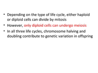 • Depending on the type of life cycle, either haploid
or diploid cells can divide by mitosis
• However, only diploid cells can undergo meiosis
• In all three life cycles, chromosome halving and
doubling contribute to genetic variation in offspring
 