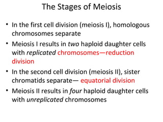 The Stages of Meiosis
• In the first cell division (meiosis I), homologous
chromosomes separate
• Meiosis I results in two haploid daughter cells
with replicated chromosomes—reduction
division
• In the second cell division (meiosis II), sister
chromatids separate— equatorial division
• Meiosis II results in four haploid daughter cells
with unreplicated chromosomes
 