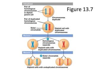 Figure 13.7
Interphase
Meiosis I
Meiosis II
Pair of
homologous
chromosomes
in diploid
parent cell
Pair of duplicated
homologous
chromosomes
Chromosomes
duplicate
Diploid cell with
duplicated
chromosomes
Sister
chromatids
Homologous
chromosomes
separate
Haploid cells with
duplicated chromosomes
Sister chromatids
separate
Haploid cells with unduplicated chromosomes
1
2
 