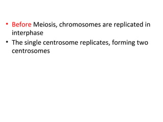 • Before Meiosis, chromosomes are replicated in
interphase
• The single centrosome replicates, forming two
centrosomes
 