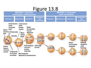 Figure 13.8MEIOSIS I: Separates
homologous chromosomes
Prophase I Metaphase I Anaphase I
Telophase I
and
Cytokinesis
Prophase II Metaphase II Anaphase II
Telophase II
and
Cytokinesis
Centrosome
(with
centriole
pair)
Centromere
(with
kineto-
chore)
Sister
chromatids
remain
attachedMeta-
phase
plate
Sister
chroma-
tids
Chiasmata
Spindle
Homo-
logous
chromo-
somes Fragments
of nuclear
envelope
Microtubules
attached to kinetochore
Homologous
chromo-
somes
separate
Cleavage
furrow
Sister
chromatids
separate
Haploid
daughter
cells
forming
MEIOSIS II: Separates
sister chromatids
 