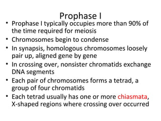 Prophase I
• Prophase I typically occupies more than 90% of
the time required for meiosis
• Chromosomes begin to condense
• In synapsis, homologous chromosomes loosely
pair up, aligned gene by gene
• In crossing over, nonsister chromatids exchange
DNA segments
• Each pair of chromosomes forms a tetrad, a
group of four chromatids
• Each tetrad usually has one or more chiasmata,
X-shaped regions where crossing over occurred
 